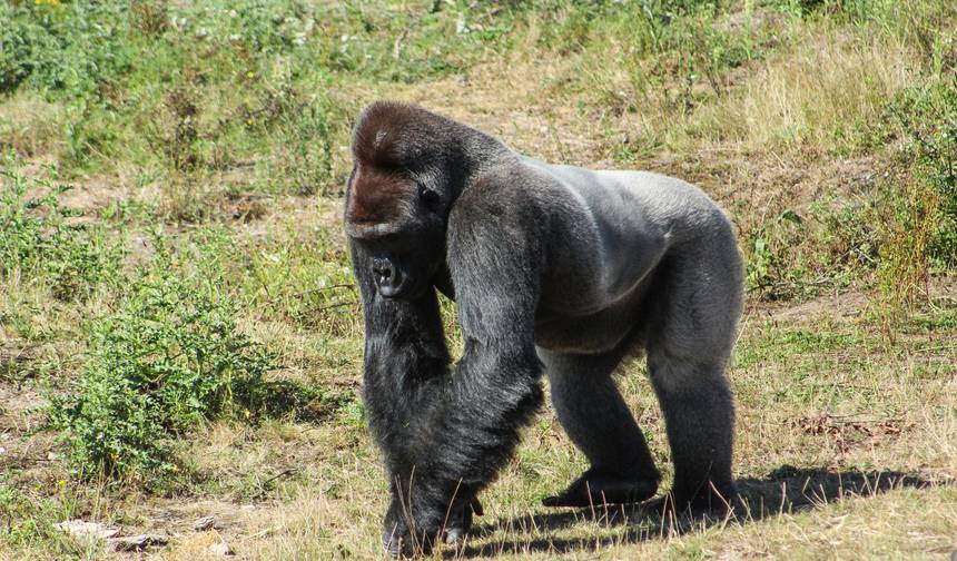 Gabon Classic Safari 12 Days/ 11 Nights (Comfort) — 1