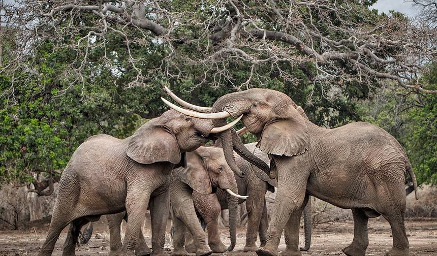 12 Days Zimbabwe Getaway — 1