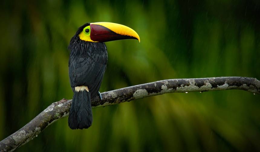 Tropikalna Kostaryka (San Jose do Guanacaste) (2026) — 1