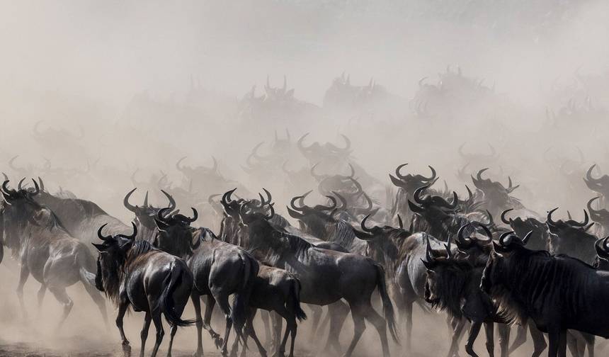 Safári em Grupo de 4 Dias e 3 Noites em Masai Mara e Lago Nakuru Usando um Jeep Landcruiser 4x4 — 1