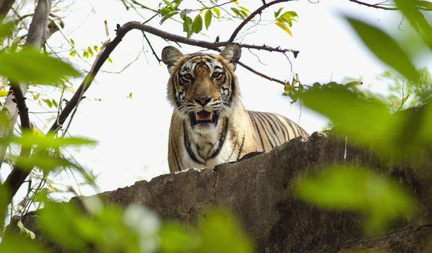 Taj Mahal , Tiger & Pink City Tour!! — 1