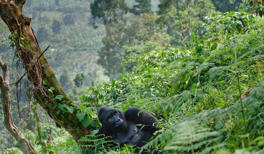 Friends of the Silverback — 1