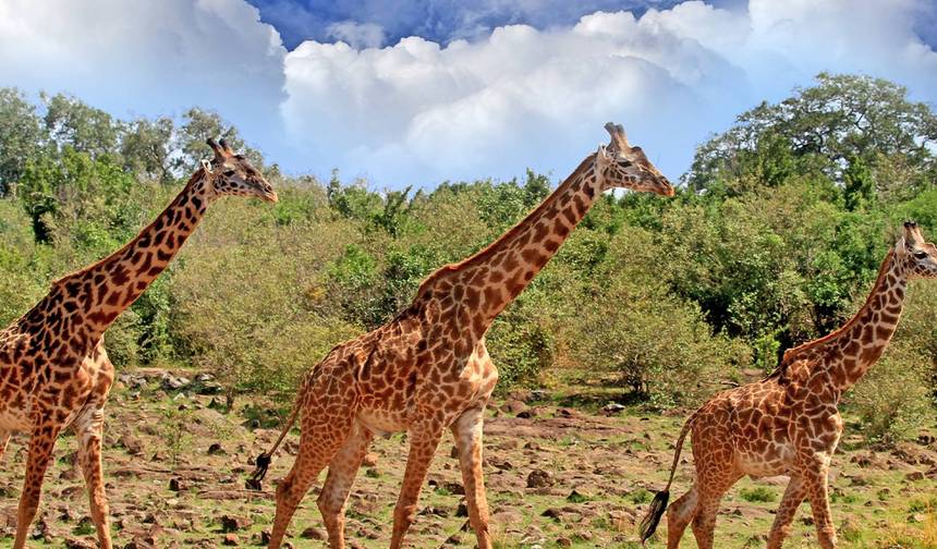 Kruger to the Serengeti - 29 days — 1
