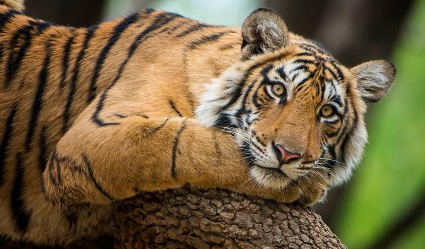 Przygody Ranthambore Wildlife Safari Tour z Delhi z przejażdżkami safari — 1