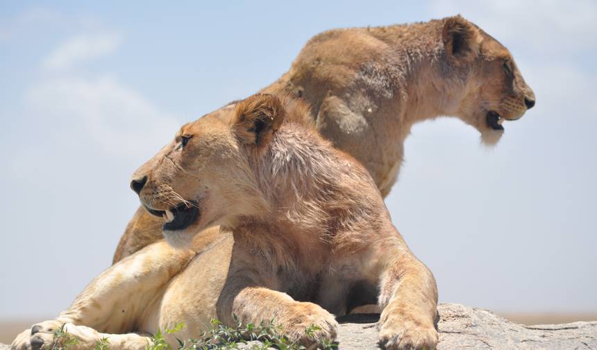 Safári de 4 Dias na Tanzânia - Arusha + Cratera de Ngorongoro + Serengeti — 1