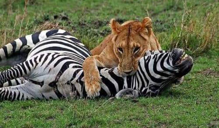 Big Five Tanzania Camping Safari ( Tarangire, Serengeti National Park and Ngorongoro Conservation Area ) (all accommodation and transport are included) 5 Days — 1