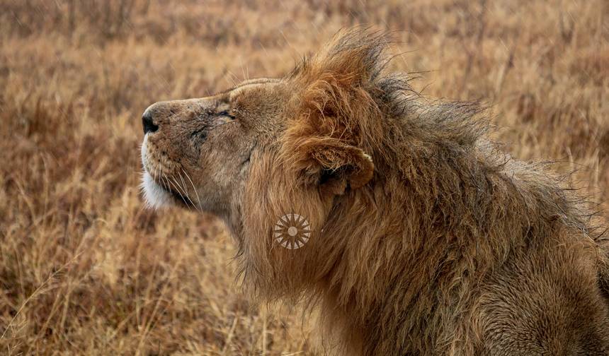 Simba Classic Adventure Safari **نهج مستدام للسفر — 1