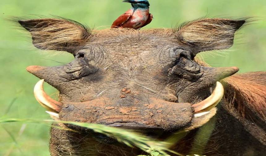 Serengeti, Ngorongoro, Tarangire (com cachoeiras Materuni, tour do café) - 6 Dias — 1
