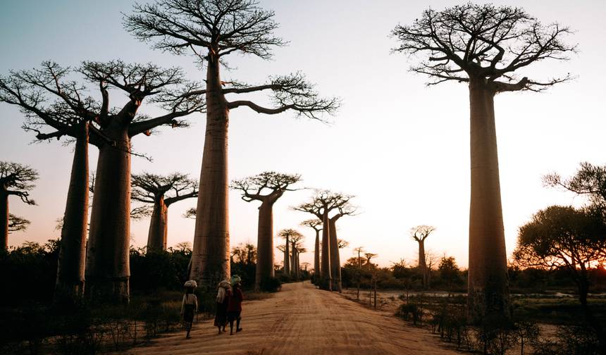 Baobab Safari — 1