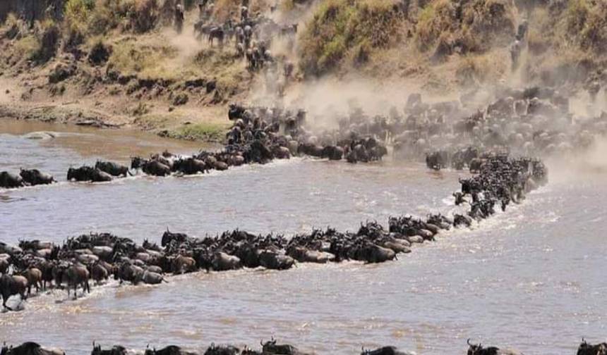 Grande Migração Masai Mara e Serengeti 8 dias de Luxo — 1