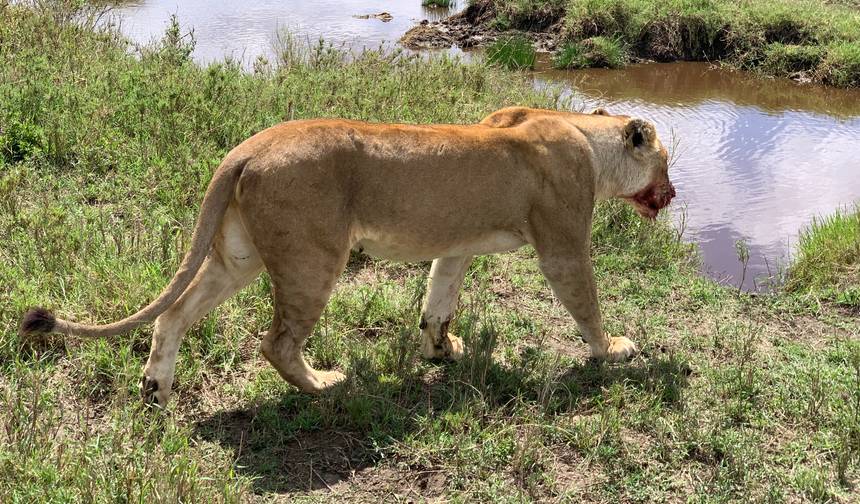 5 Days Migration Special Safari — 1