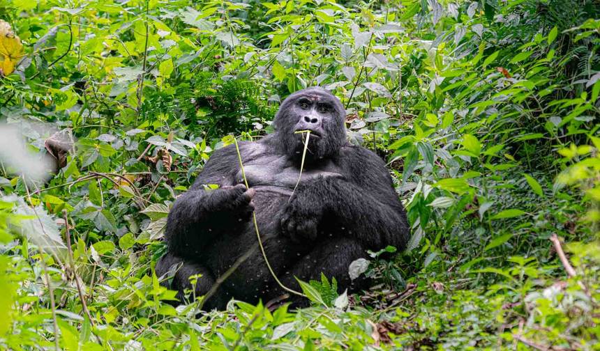13 Dias de Férias de Safári no Quênia e Ruanda — 1