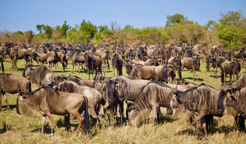 Looking to Enjoy a 6-Day Private Mid-Range Safari to Witness the South Serengeti Migration from Dar es Salaam? Here’s Your Ultimate Serengeti Safari Guide! — 1
