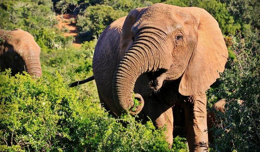 مغامرة عائلية 7 أيام/6 ليالٍ في Kruger وVictoria Falls وChobe — 1