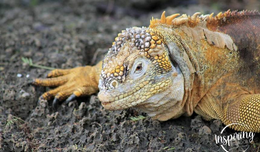 Galápagos Econômico em 6 Dias — 1