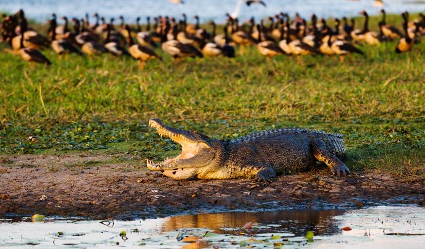 Wypad do Darwin z Kakadu i nie tylko — 1