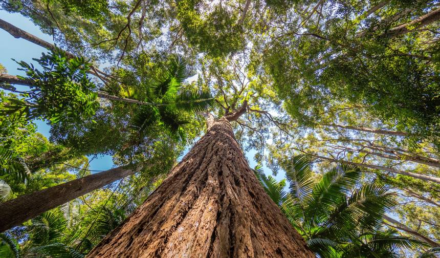 Brisbane ao Daintree Rainforest - Tour Boutique de 9 Dias — 1