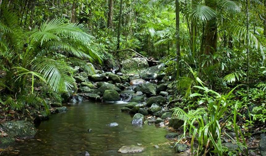 جولة بوتيكية لمدة 3 أيام: Daintree Rainforest، Cape Tribulation & Port Douglas — 1