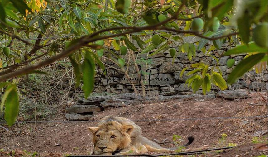 14 Days of Discovering the Wonders of the Wild Kingdoms of Tigers Tour with Taj Mahal (ALL INCLUSIVE) — 1