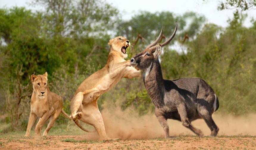 3 days Masai Mara Safari with open roof  4WD vehicle — 1