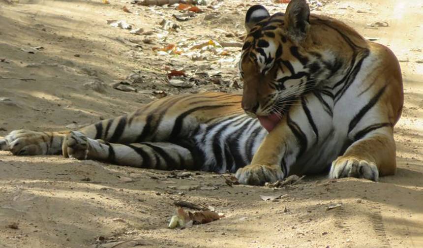 10 Days of Golden Triangle Tour with Wild life Safaris of Northern India(ALL INCLUSIVE) — 1