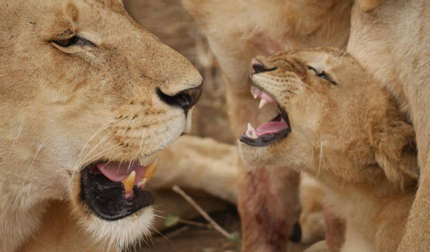 5日間 タンザニア北部サファリ：タランギレ、セレンゲティ、ンゴロンゴロ — 1