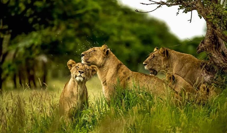 Lion Adventure Safari. (Accomodation and Transport are Included.) — 1