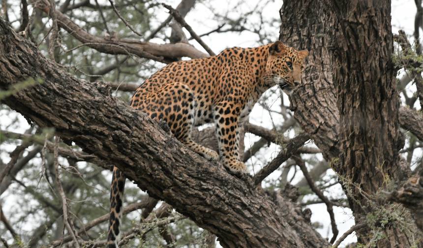 Triângulo Dourado de Luxo com Safari de Leopardo e Tour ao Nascer do Sol no Taj Mahal — 1