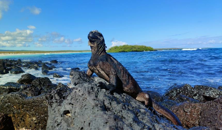 5 Dias de Descoberta da Vida Selvagem em Galápagos: 2 Ilhas Desabitadas — 1