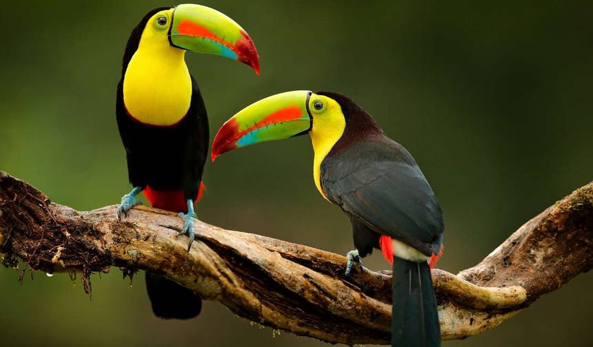 مستكشف أمريكا الوسطى (18 وجهة) — 1