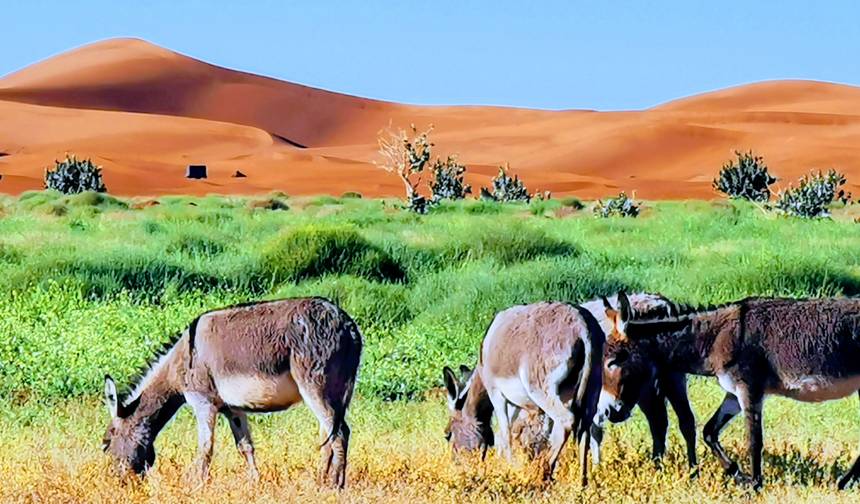 Grande Sul de Marrocos (dunas de Chegaga) — 1