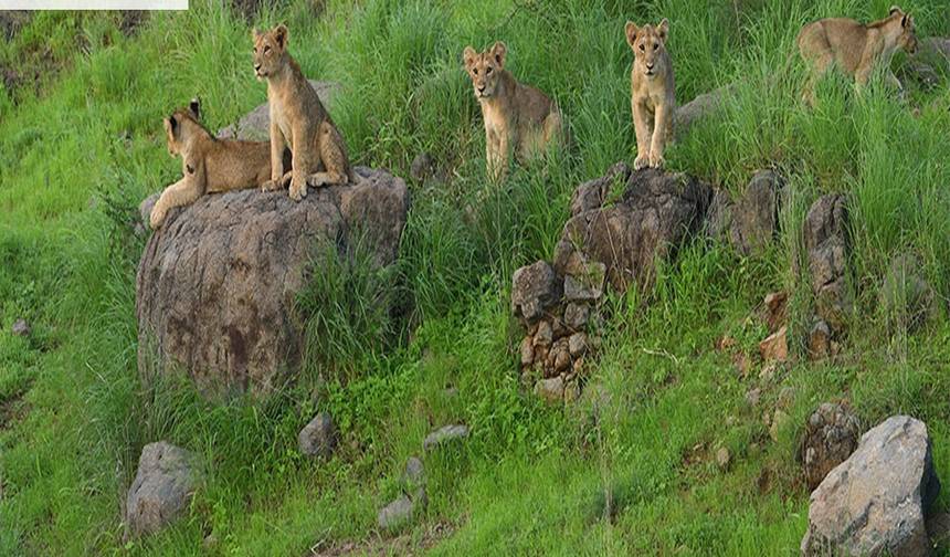 インド ゴールデントライアングルツアー：トラとアジアライオンに出会う — 1