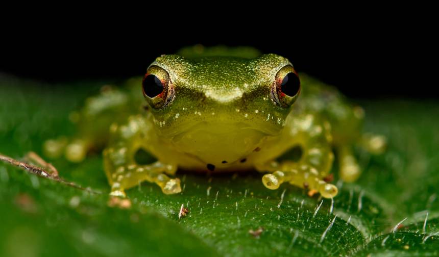 4 Day Amazon Safari Experience — 1