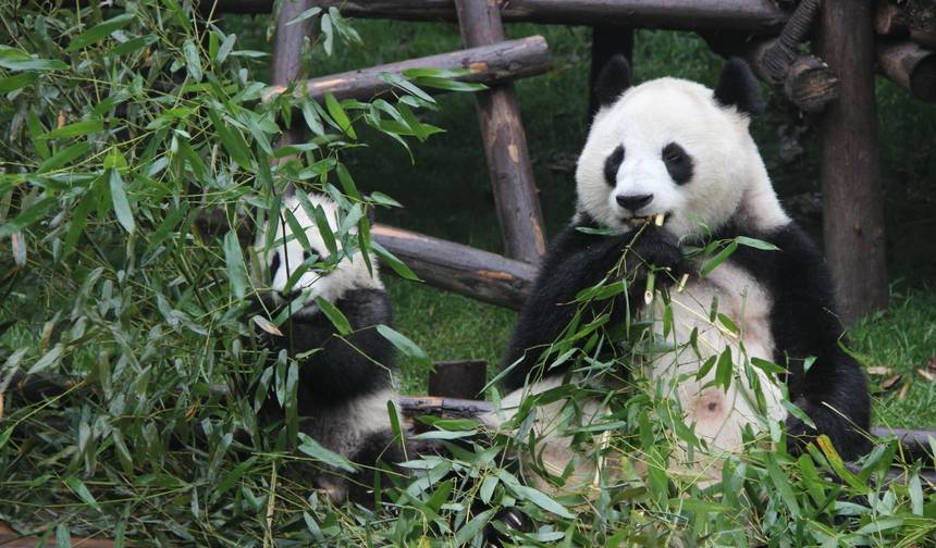Chengdu’s Natural Panda Paradise — 1