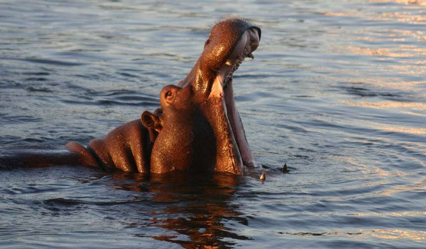 Victoria falls Experience from Port Elizabeth 3 Days/2Nights — 1
