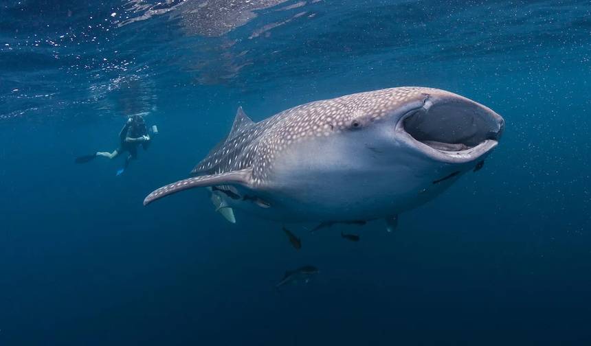 7日間のトロピカルな楽園の旅：Boracay - Cebu - Palawan — 1