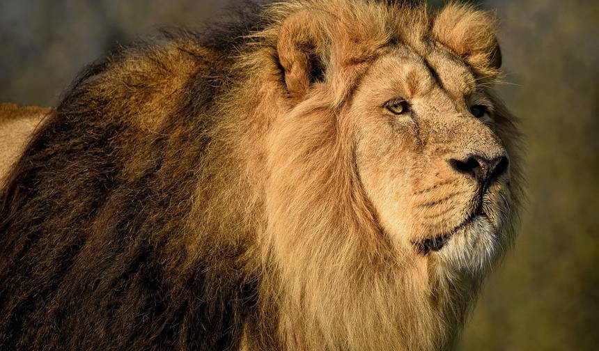 Gir National Park Tour with Mumbai — 1