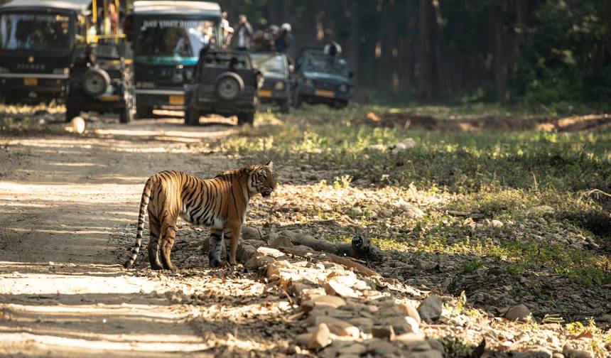Golden Triangle with Ranthambore and Jim Corbett National Park — 1