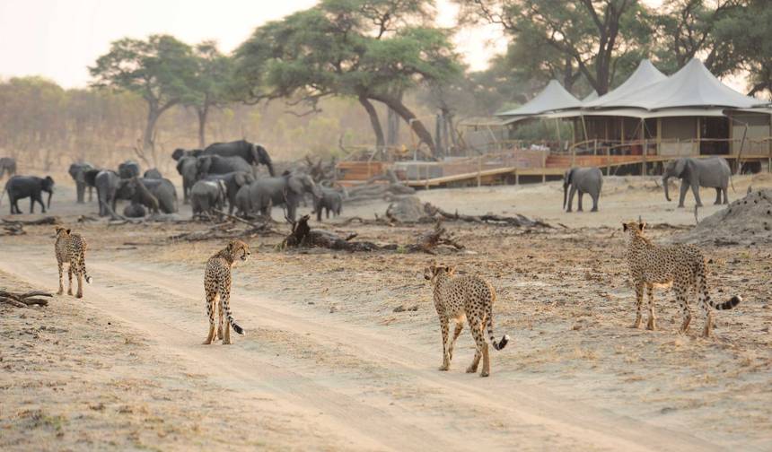 استكشف Mana Pools ومنتزه Hwange الوطني بالطائرة (7 أيام) — 1