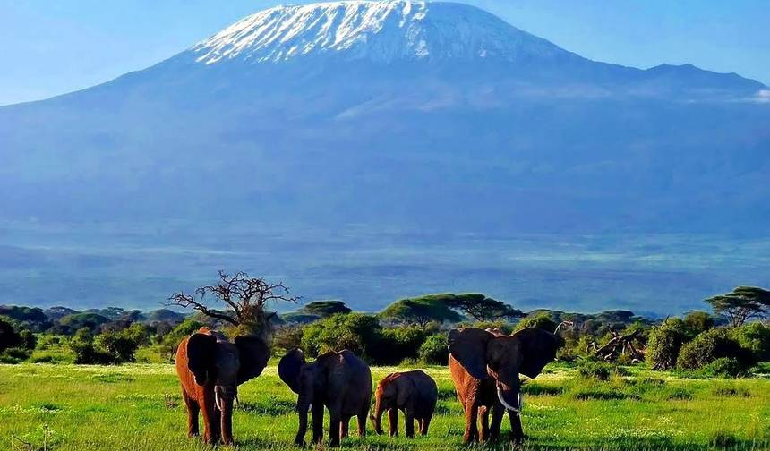 Safari Clássico de 10 Dias no Quênia — 1