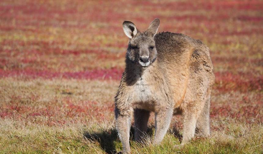 Best of Tasmania — 1