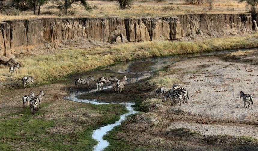 5 Dias: O Melhor do Safari no Serengeti — 1