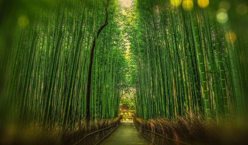日本を巡る旅：東京タワー、鳥居、そして侍 — 1