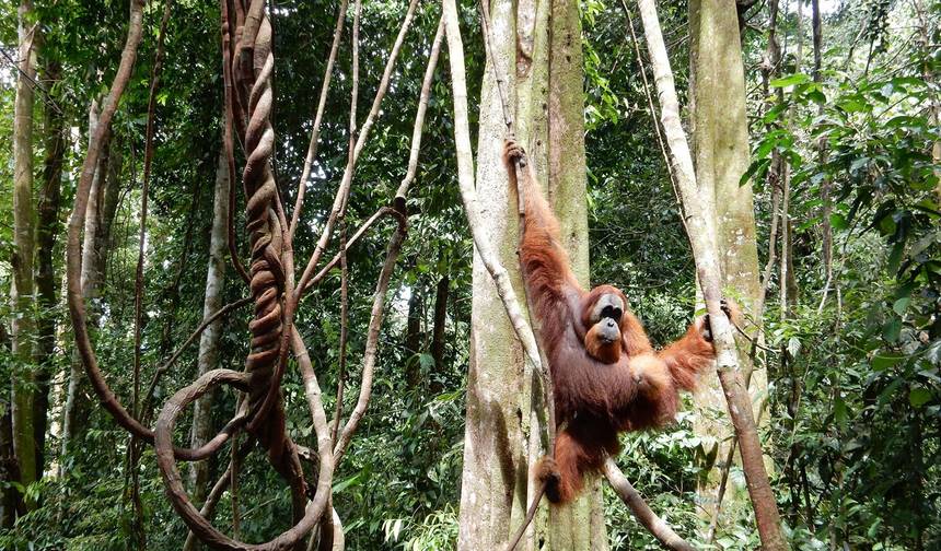 7 days Sumatra Highlights private tour — 1