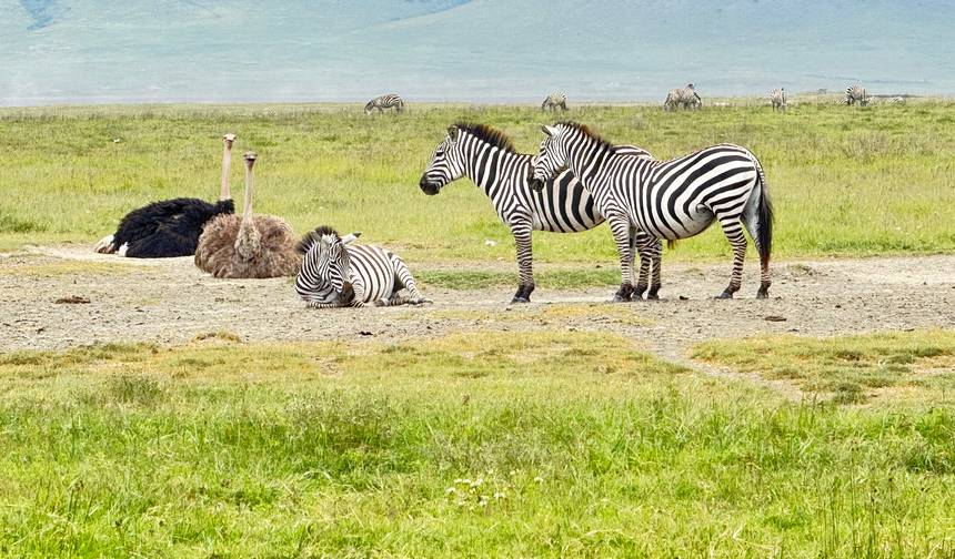 Best of Tanzania Classic Safari  **持続可能な旅のアプローチ** — 1