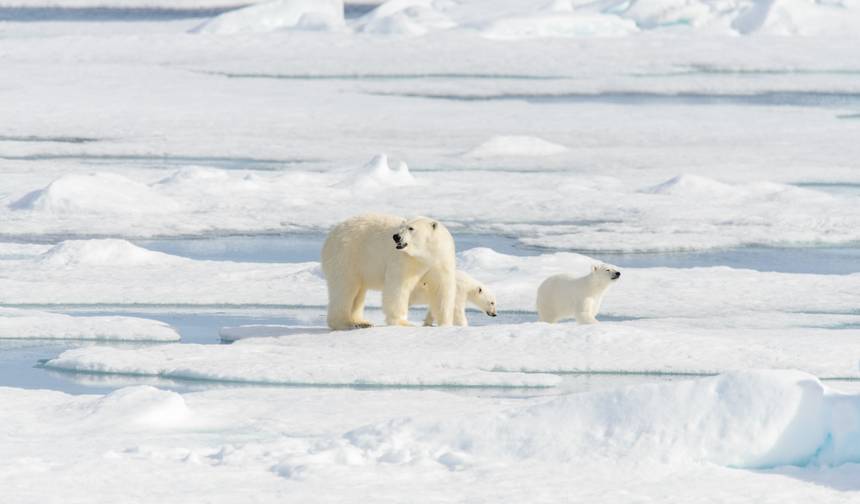 Circunavegando Spitsbergen | No Reino do Urso Polar | 2024 (MS Fram) — 1