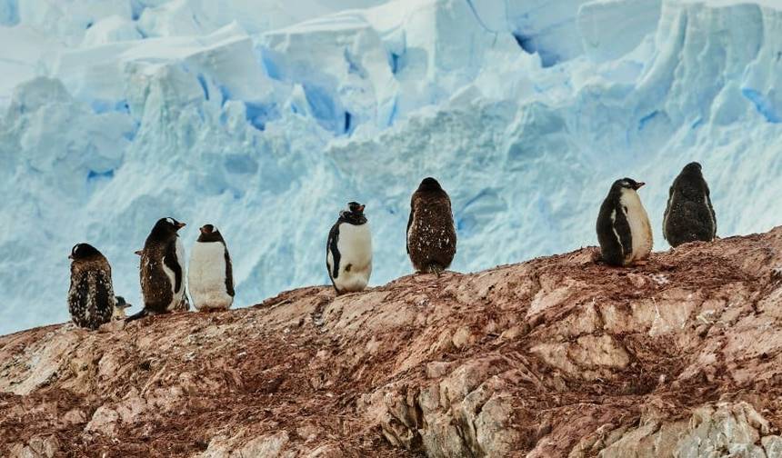 Ekspedycja na Antarktydę i Falklandy | Północna (2024) — 1