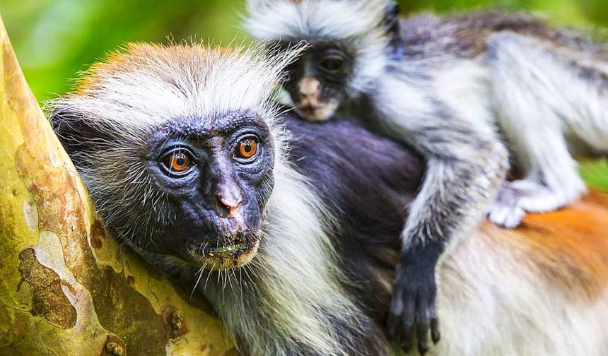 Explore o Nosso Passeio Privado de 1 Dia pela Floresta Jozani e Golfinhos a partir de Uroa, Zanzibar | A Melhor Experiência Guiada e Personalizada em Zanzibar — 1