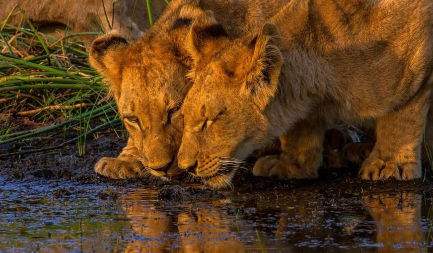 رحلة سفاري تنزانيا الكلاسيكية *Africa's & Tanzania's Best Tour operator 2023/2024 WTA* — 1