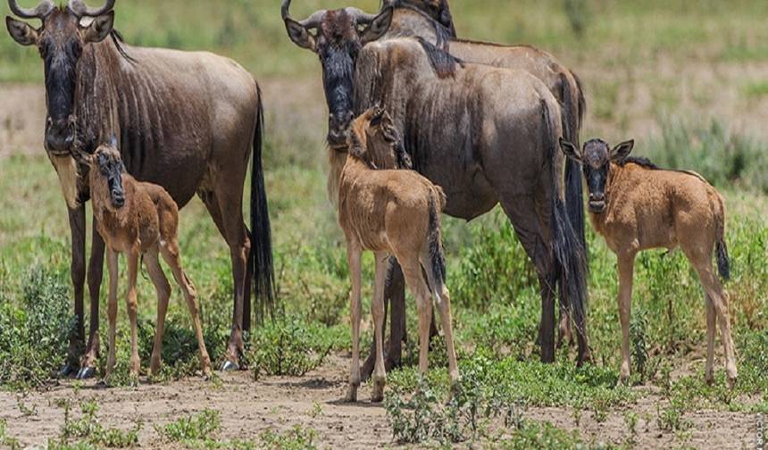 Safári da Migração no Corredor Ocidental do Serengeti de 4 Dias em Maio, Junho e Julho com preço razoável — 1